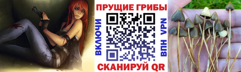 Галлюциногенные грибы Cubensis  OMG   Лобня 